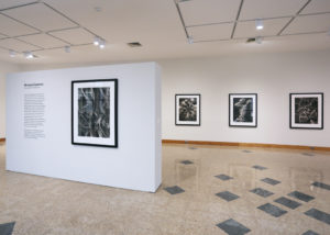 Installation view of "Michael Eastman: Succulent Palladiums."