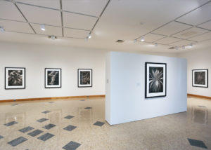 Installation view of "Michael Eastman: Succulent Palladiums."