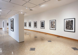 Installation view of "Michael Eastman: Succulent Palladiums."