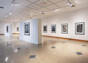 Installation view of "Michael Eastman: Succulent Palladiums."