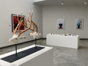 Installation view of "Animal/Vegetable/Mineral."