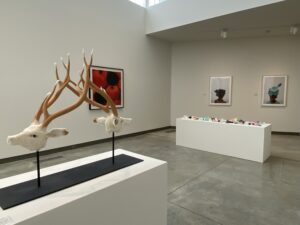 Installation view of "Animal/Vegetable/Mineral."