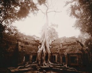 Linda Connor, "Tree and Temple, To Prahm, Angkor, Cambodia," 2000; gold chloride-toned print; 7.625 x 9.625 in. Gift of Drs. Antonio & Luz Racela.