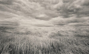 Lawrence McFarland, "Wheatfield," 1976; gelatin silver print. Gift of Drs. Antonio & Luz Racela.