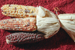 Richard E. Loftis, "3 Ears of Corn," 2002; digital print. Gift of Ricci Racela & Michael Bonahan.